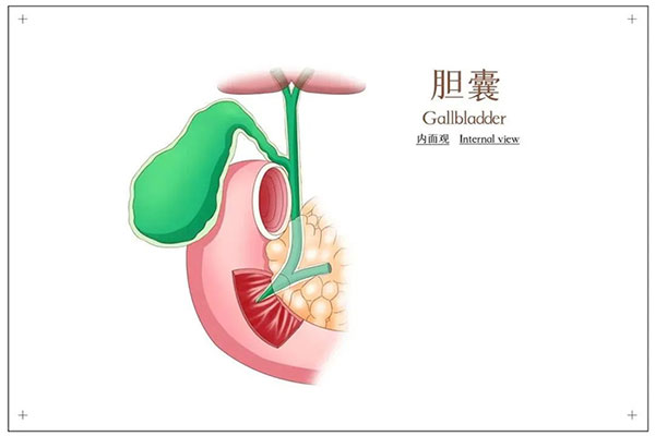 患有膽結(jié)石，不想切膽怎么辦？