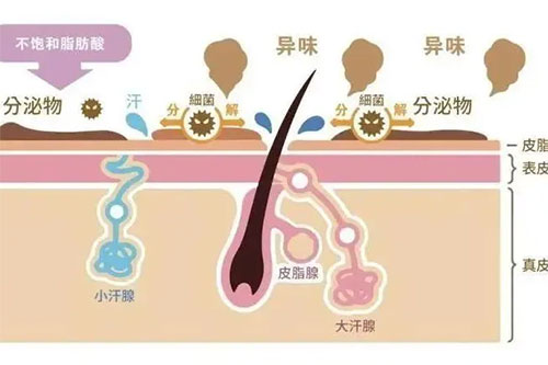 告別夏日尷尬，從‘腋下’開始！